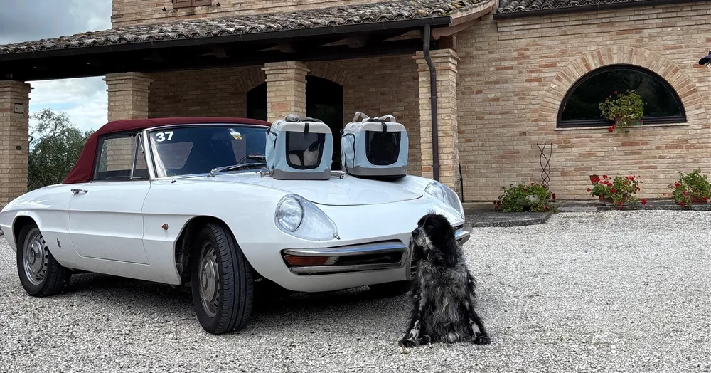 De Alfa Romeo Duetto met de reisbenches van de katten en de hond voor ons huis in Le Marche